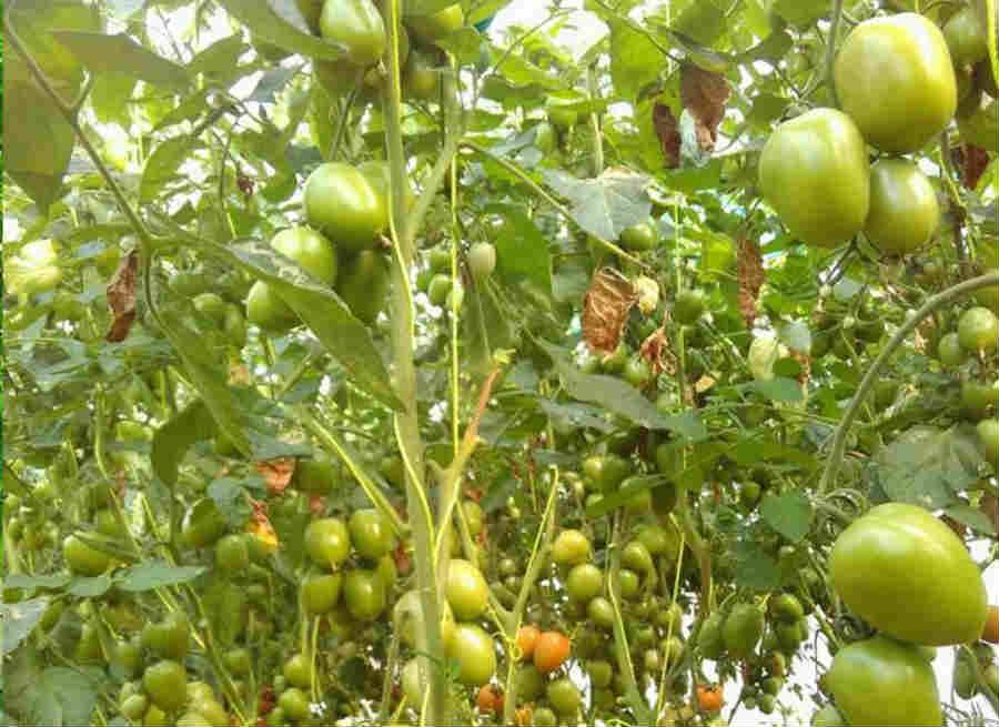 kalam singh rawat farmer of chamoli garhwal
